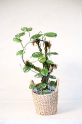 Amydrium medium sp. Sulawesi
